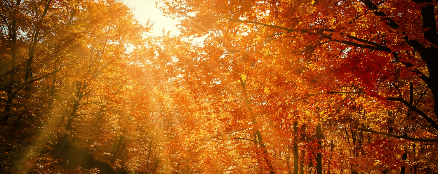 Een zonovergoten herfstbos met bomen vol oranje en rode bladeren. Zonne­stralen breken door het bladerdak en verlichten het pad dat door het bos slingert.