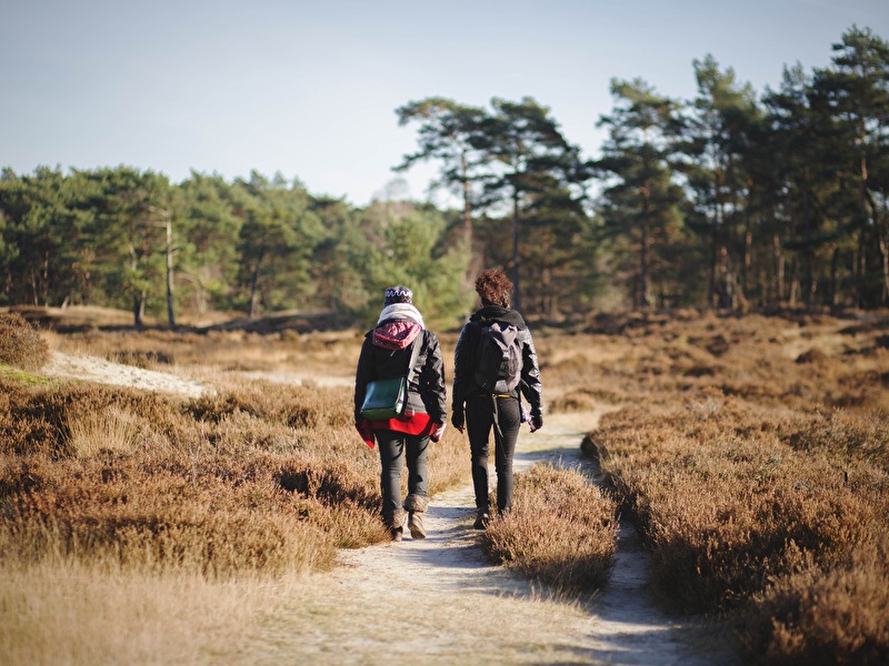 Two people are walking on a narrow sandy path through an open heathland with low shrubs, surrounded by pine trees under a clear sky.