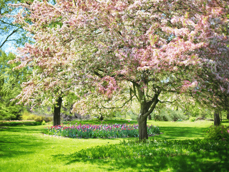 Flowering trees in the vicinity of Maastricht during the summer.